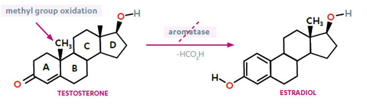Cơ chế của Damilib: Ức chế Enzym Aromatase